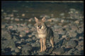 109064 Coyote Autumn Along Wilderness River A4 Photo Print