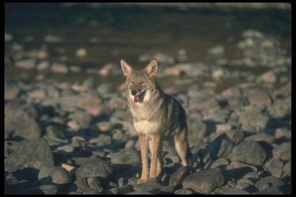 109064 Coyote Autumn Along Wilderness River A4 Photo Print