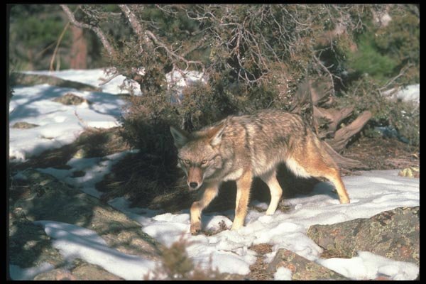 109065 Coyote A4 Photo Print
