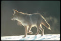 109066 Coyote Halo Lit On Snowy Horizon A4 Photo Print