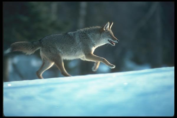 109067 Coyote Running On Snow A4 Photo Print