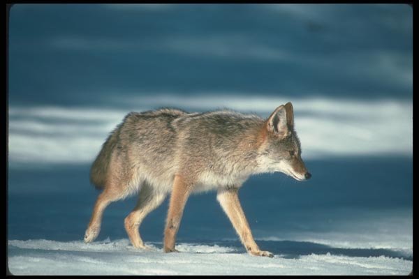 109068 Coyote On Snow Light A4 Photo Print