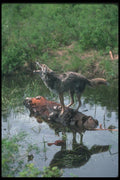 109069 Coyote Summer In Swamp Howling Reflection A4 Photo Print