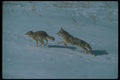 109070 Coyotes Running On Snow A4 Photo Print