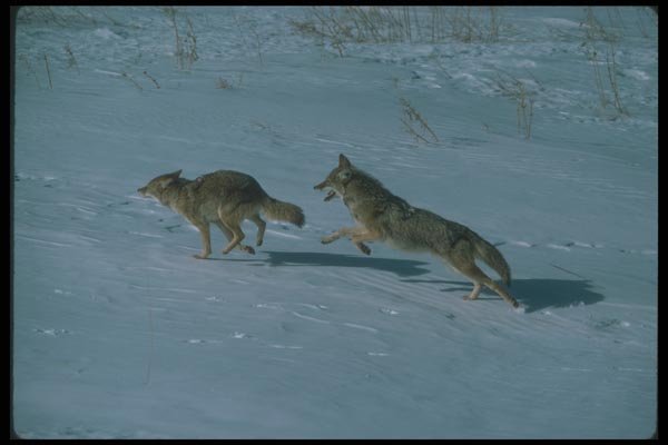 109070 Coyotes Running On Snow A4 Photo Print