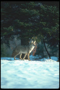 109071 Coyote On Snow A4 Photo Print