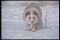 109072 Arctic Fox On Snow A4 Photo Print