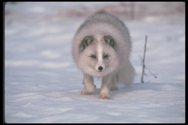 109072 Arctic Fox On Snow A4 Photo Print