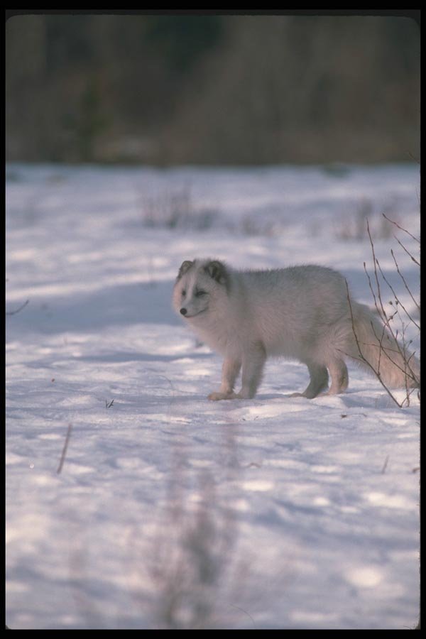 109073 Arctic Fox On Snow A4 Photo Print