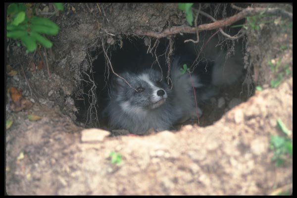 109074 Arctic Fox Emerging From Summer Den A4 Photo Print