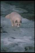 109075 Arctic Fox Foraging Along Icy River A4 Photo Print