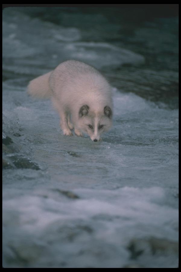109075 Arctic Fox Foraging Along Icy River A4 Photo Print