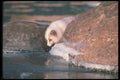 109076 Arctic Fox Foraging Along Icy River A4 Photo Print