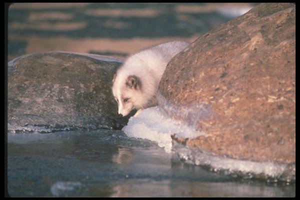 109076 Arctic Fox Foraging Along Icy River A4 Photo Print
