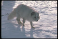 109077 Arctic Fox On Snow (Backlit) A4 Photo Print