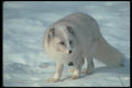 109078 Arctic Fox On Snow A4 Photo Print