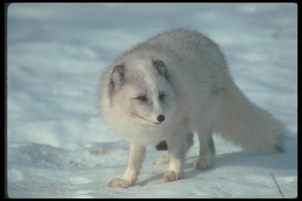 109078 Arctic Fox On Snow A4 Photo Print