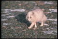 109079 Arctic Fox Among Snowy Rocks A4 Photo Print
