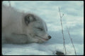 109080 Arctic Fox Lying On Snow Dozing A4 Photo Print
