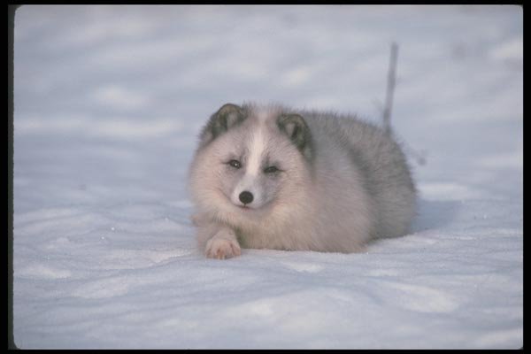 109081 Arctic Fox Lying On Snow A4 Photo Print
