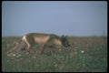 109082 Arctic Fox On Summer Tundra A4 Photo Print