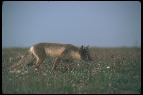109082 Arctic Fox On Summer Tundra A4 Photo Print