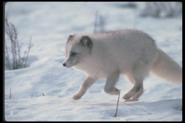 109083 Arctic Fox Running On Snow A4 Photo Print