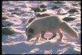 109084 Arctic Fox In Snowy Rocks (Backlit) A4 Photo Print