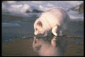 109085 Arctic Fox Foraging Along Icy River Reflected On Ice A4 Photo Print