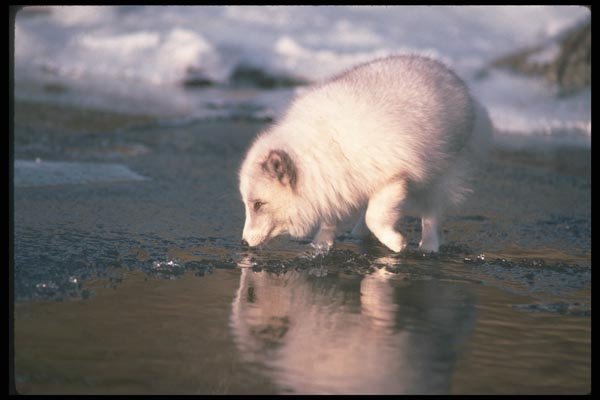 109085 Arctic Fox Foraging Along Icy River Reflected On Ice A4 Photo Print