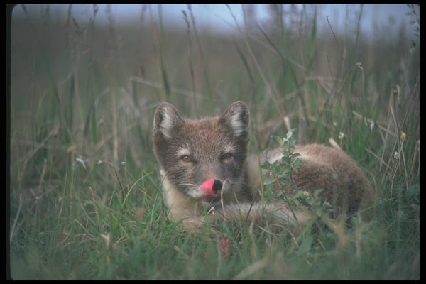 109086 Arctic Fox On Summer Tundra A4 Photo Print