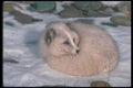 109087 Arctic Fox Lying On Snow A4 Photo Print