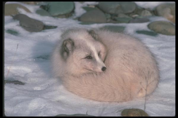 109087 Arctic Fox Lying On Snow A4 Photo Print