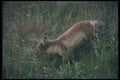 109088 Arctic Fox On Summer Tundra A4 Photo Print