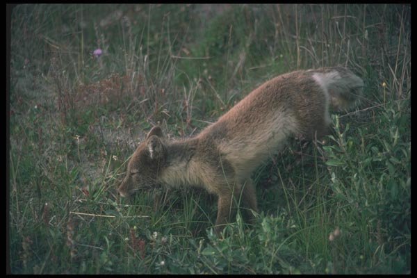 109088 Arctic Fox On Summer Tundra A4 Photo Print