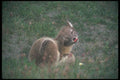 109089 Arctic Fox Scratching A4 Photo Print