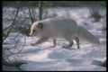 109090 Arctic Fox In Snowy Willows (Backlit) A4 Photo Print
