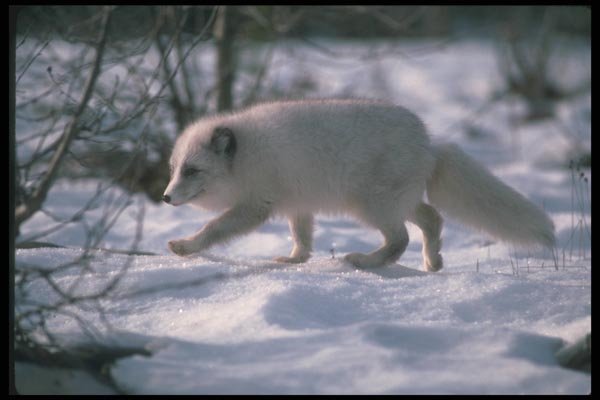 109090 Arctic Fox In Snowy Willows (Backlit) A4 Photo Print