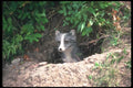 109091 Arctic Fox Emerging From Summer Den A4 Photo Print