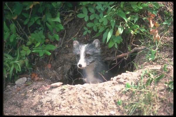 109091 Arctic Fox Emerging From Summer Den A4 Photo Print