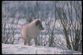 109092 Arctic Fox In Snowy Willows (Backlit) A4 Photo Print