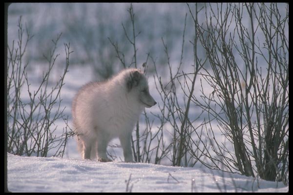 109092 Arctic Fox In Snowy Willows (Backlit) A4 Photo Print