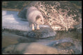 109093 Arctic Fox Foraging Along Icy River A4 Photo Print