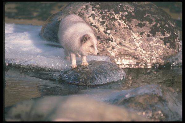 109093 Arctic Fox Foraging Along Icy River A4 Photo Print
