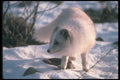 109094 Arctic Fox On Snow A4 Photo Print