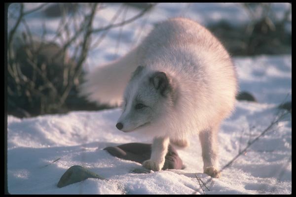 109094 Arctic Fox On Snow A4 Photo Print