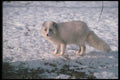 109095 Arctic Fox On Snow A4 Photo Print