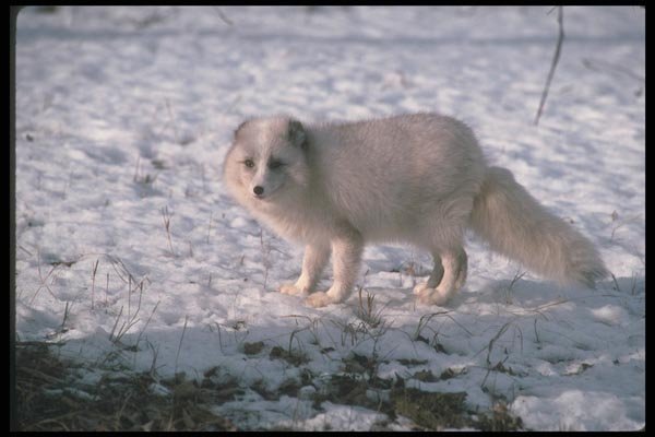 109095 Arctic Fox On Snow A4 Photo Print