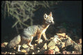 109096 Kit Fox A4 Photo Print