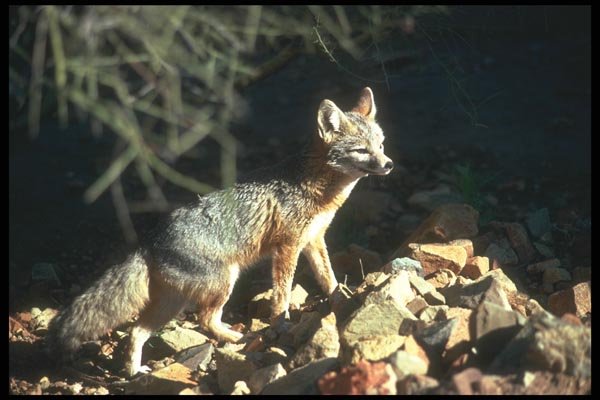 109096 Kit Fox A4 Photo Print